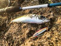 Остров по грудь и сарган-«макароны»: два пилькера улетели, но вечер незабываем