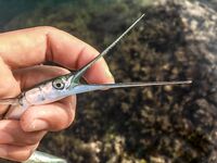 Остров по грудь и сарган-«макароны»: два пилькера улетели, но вечер незабываем