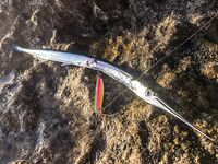 «Заряженный» пилькер и пеламида у берега: тонкий шнур, толстый флюр и эксперименты