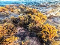 «Заряженный» пилькер и пеламида у берега: тонкий шнур, толстый флюр и эксперименты