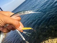 «Заряженный» пилькер и пеламида у берега: тонкий шнур, толстый флюр и эксперименты