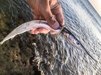 «Заряженный» пилькер и пеламида у берега: тонкий шнур, толстый флюр и эксперименты