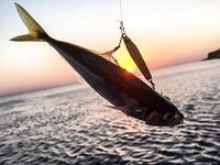 «Заряженный» пилькер и пеламида у берега: тонкий шнур, толстый флюр и эксперименты