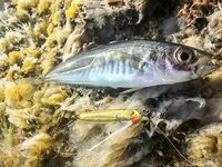 «Заряженный» пилькер и пеламида у берега: тонкий шнур, толстый флюр и эксперименты