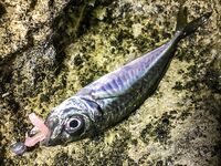 «Заряженный» пилькер и пеламида у берега: тонкий шнур, толстый флюр и эксперименты