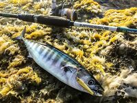 «Заряженный» пилькер и пеламида у берега: тонкий шнур, толстый флюр и эксперименты