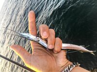 Пирс битком, пилькер Потманского и горбыль на UL до 3 г — вечер сделал