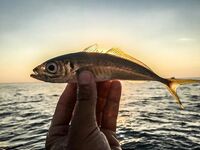 Пирс битком, пилькер Потманского и горбыль на UL до 3 г — вечер сделал