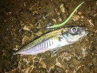 Пирс битком, пилькер Потманского и горбыль на UL до 3 г — вечер сделал