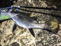 Пирс битком, пилькер Потманского и горбыль на UL до 3 г — вечер сделал