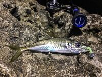 Пирс битком, пилькер Потманского и горбыль на UL до 3 г — вечер сделал