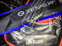 Каяк Yeti-kayak, диппер и течение: сарган на пилькер и вечерняя раздача ставриды