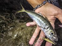 Каяк Yeti-kayak, диппер и течение: сарган на пилькер и вечерняя раздача ставриды