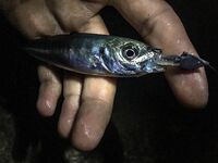 Каяк Yeti-kayak, диппер и течение: сарган на пилькер и вечерняя раздача ставриды