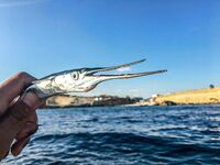 Каяк Yeti-kayak, диппер и течение: сарган на пилькер и вечерняя раздача ставриды