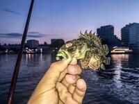 Карась в толпе и музыка с пирса: Sansun резать короче, ZEMEX Aurora — кайф в дугу