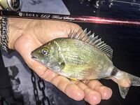 Карась в толпе и музыка с пирса: Sansun резать короче, ZEMEX Aurora — кайф в дугу