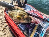 Карась в толпе и музыка с пирса: Sansun резать короче, ZEMEX Aurora — кайф в дугу