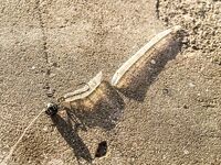 Карась в толпе и музыка с пирса: Sansun резать короче, ZEMEX Aurora — кайф в дугу