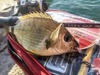 Карась в толпе и музыка с пирса: Sansun резать короче, ZEMEX Aurora — кайф в дугу