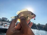 Карась в толпе и музыка с пирса: Sansun резать короче, ZEMEX Aurora — кайф в дугу