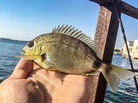 Карась в толпе и музыка с пирса: Sansun резать короче, ZEMEX Aurora — кайф в дугу