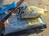 Карась в толпе и музыка с пирса: Sansun резать короче, ZEMEX Aurora — кайф в дугу