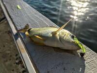 Паром, каменные гряды и карась на подбросах: SV Glider выручил, но карась капризничал