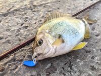 Паром, каменные гряды и карась на подбросах: SV Glider выручил, но карась капризничал