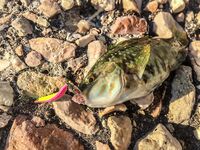 Паром, каменные гряды и карась на подбросах: SV Glider выручил, но карась капризничал