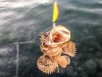 Паром, каменные гряды и карась на подбросах: SV Glider выручил, но карась капризничал