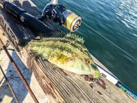 Паром, каменные гряды и карась на подбросах: SV Glider выручил, но карась капризничал