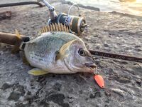 Паром, каменные гряды и карась на подбросах: SV Glider выручил, но карась капризничал