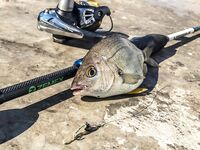 Паром, каменные гряды и карась на подбросах: SV Glider выручил, но карась капризничал