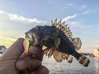 Паром, каменные гряды и карась на подбросах: SV Glider выручил, но карась капризничал