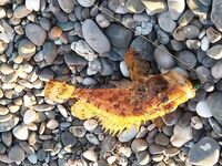 Севастополь на бегу: по пару кило ставридки вечером, рай рыбацкий по изобилию видов