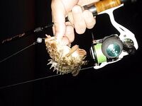 Севастополь на бегу: по пару кило ставридки вечером, рай рыбацкий по изобилию видов