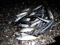 Севастополь на бегу: по пару кило ставридки вечером, рай рыбацкий по изобилию видов