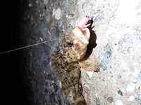 Севастополь на бегу: по пару кило ставридки вечером, рай рыбацкий по изобилию видов