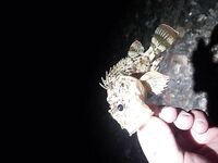 Севастополь на бегу: по пару кило ставридки вечером, рай рыбацкий по изобилию видов