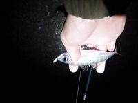 Севастополь на бегу: по пару кило ставридки вечером, рай рыбацкий по изобилию видов