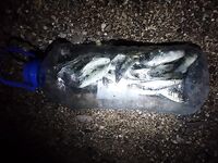 Севастополь на бегу: по пару кило ставридки вечером, рай рыбацкий по изобилию видов