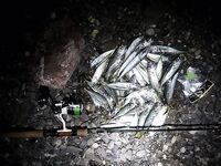 Севастополь на бегу: по пару кило ставридки вечером, рай рыбацкий по изобилию видов