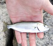 Утро короткое: одна скорпена, вторая на фото, сход покрупнее — держит интригу