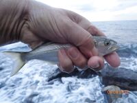 Большой Утриш, штормовые дни: бомбарда с блестящим крючком, ёрш и карась на насадку