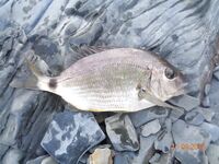 Большой Утриш, штормовые дни: бомбарда с блестящим крючком, ёрш и карась на насадку