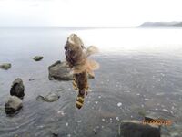 Большой Утриш, штормовые дни: бомбарда с блестящим крючком, ёрш и карась на насадку