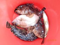 Большой Утриш, штормовые дни: бомбарда с блестящим крючком, ёрш и карась на насадку