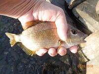 Большой Утриш, штормовые дни: бомбарда с блестящим крючком, ёрш и карась на насадку