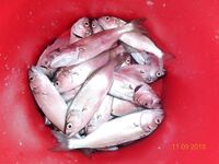 Большой Утриш, штормовые дни: бомбарда с блестящим крючком, ёрш и карась на насадку